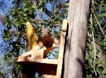 Link to Squirrel Using Teeter-Totter at Critter Corn Feeder (00:29) by McGee Designs